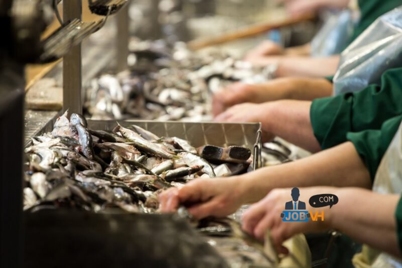 Fish Plant Worker Jobs in Canada 2026 | 100+ New Positions
